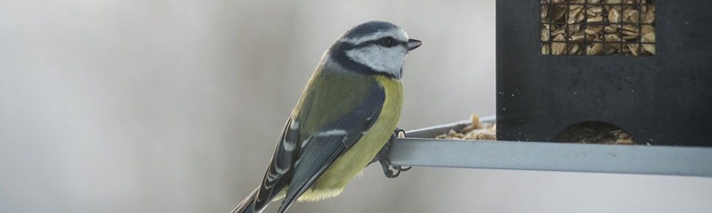 Tuintips januari Tuinmeubelland