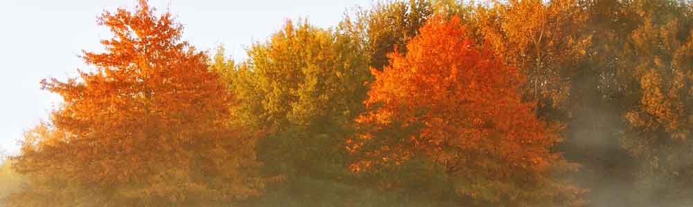 Tuintips november Tuinmeubelland