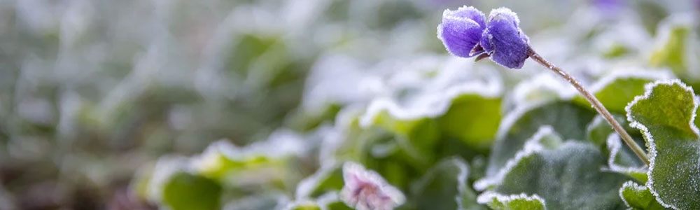 Tuintips voor de maand januari