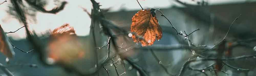 Tuintips voor de maand november